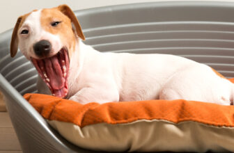 Melhores Camas para Cachorro