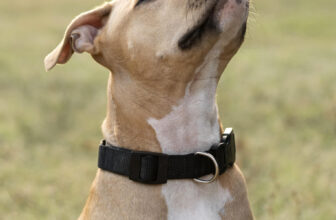 Melhores Coleiras Antipulgas e Carrapatos