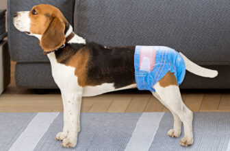 Melhores Fraldas para Cachorro